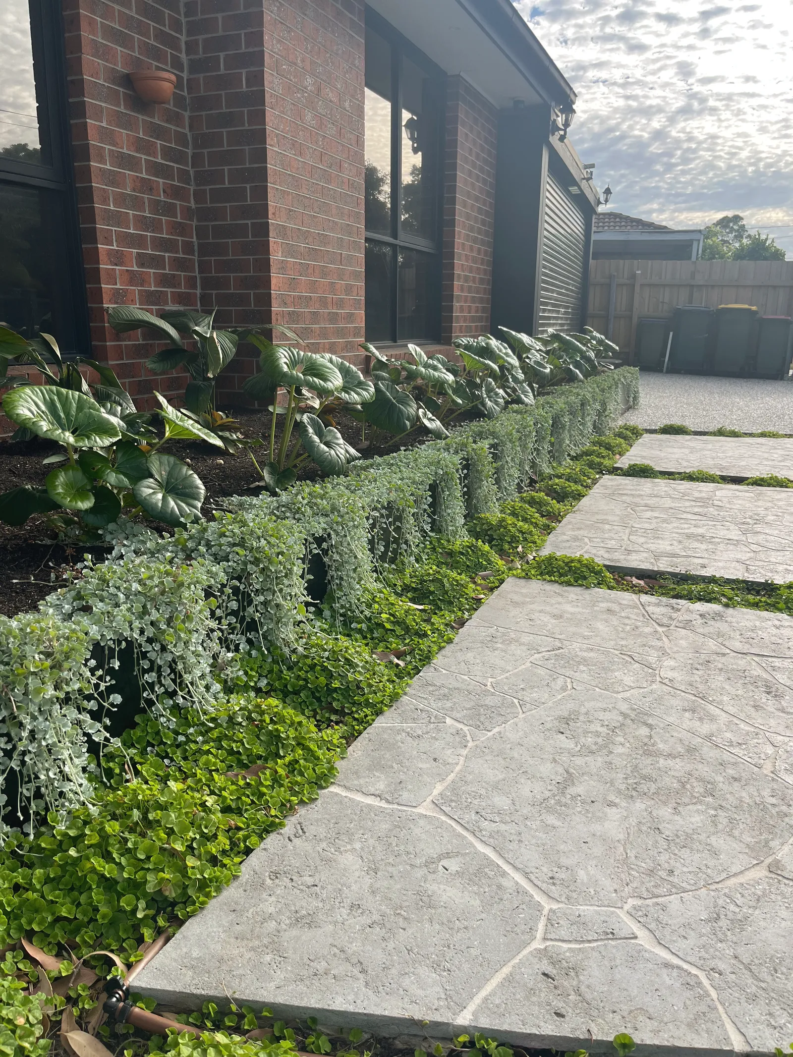Crazy paving path beside a brick house, edged with a clipped border and trailing silver groundcover