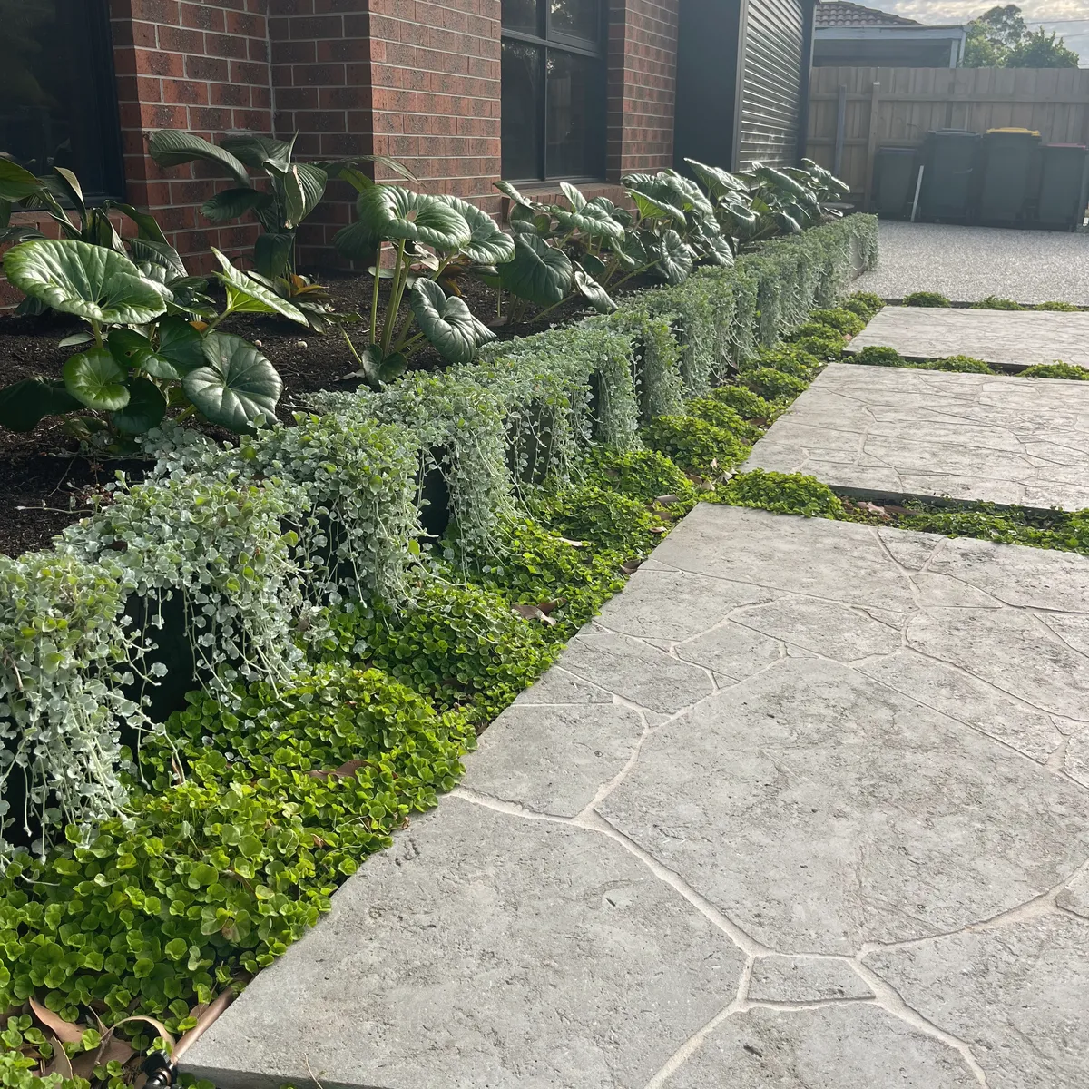 Crazy paving path beside a brick house, edged with a clipped border and trailing silver groundcover