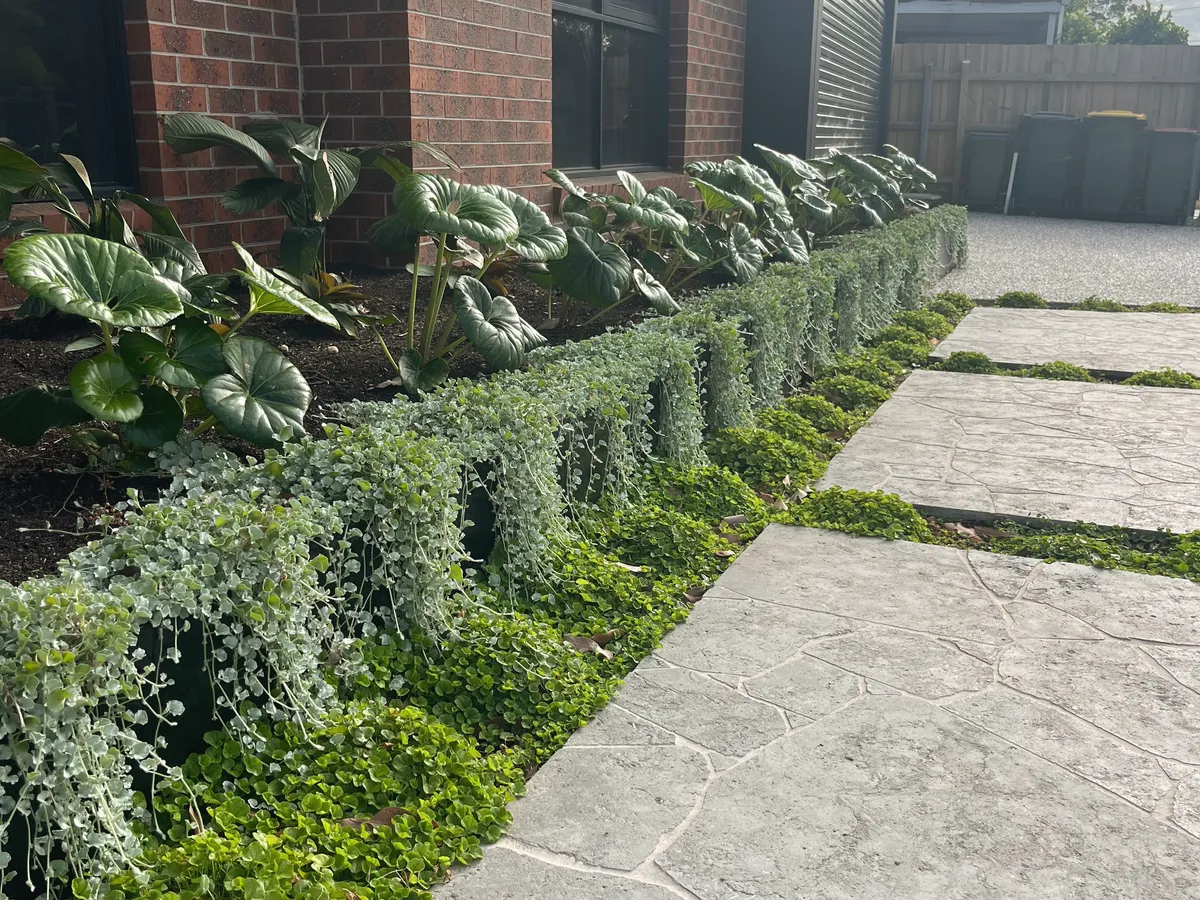 Crazy paving path beside a brick house, edged with a clipped border and trailing silver groundcover